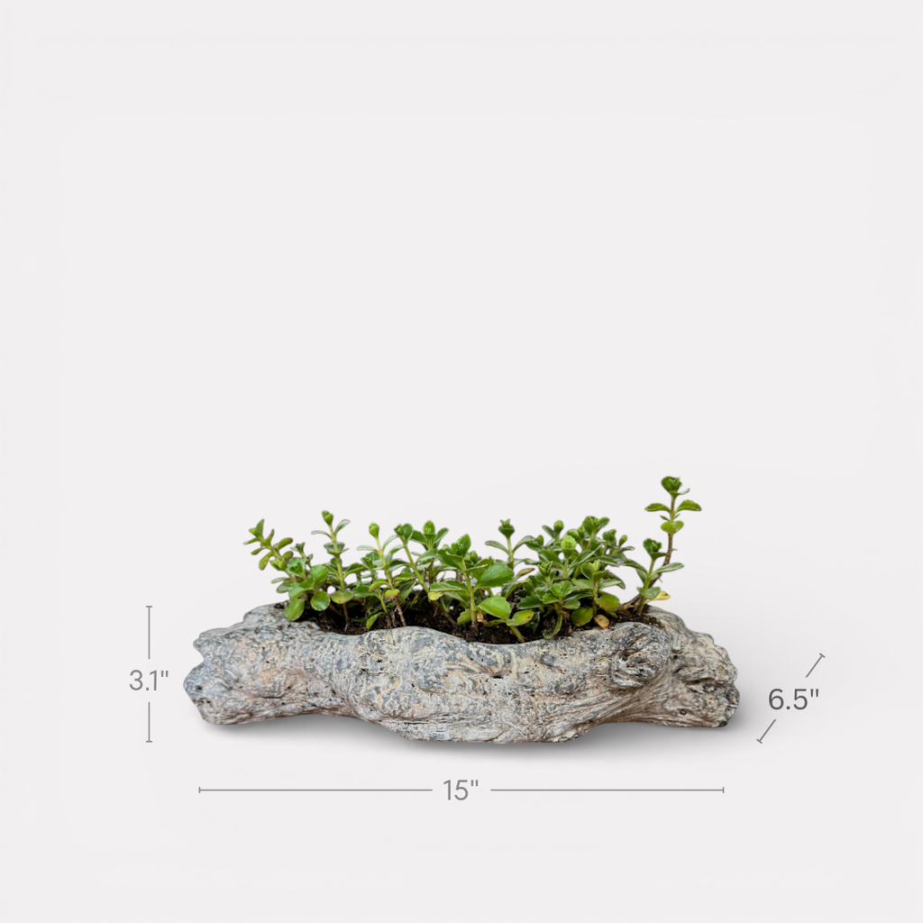 Oakes Cement Planter, Unique Driftwood-Inspired Design, 15"L x 6.5"W x 3.1"H