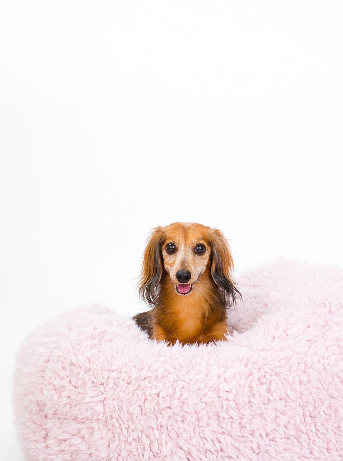 POD DOG BED