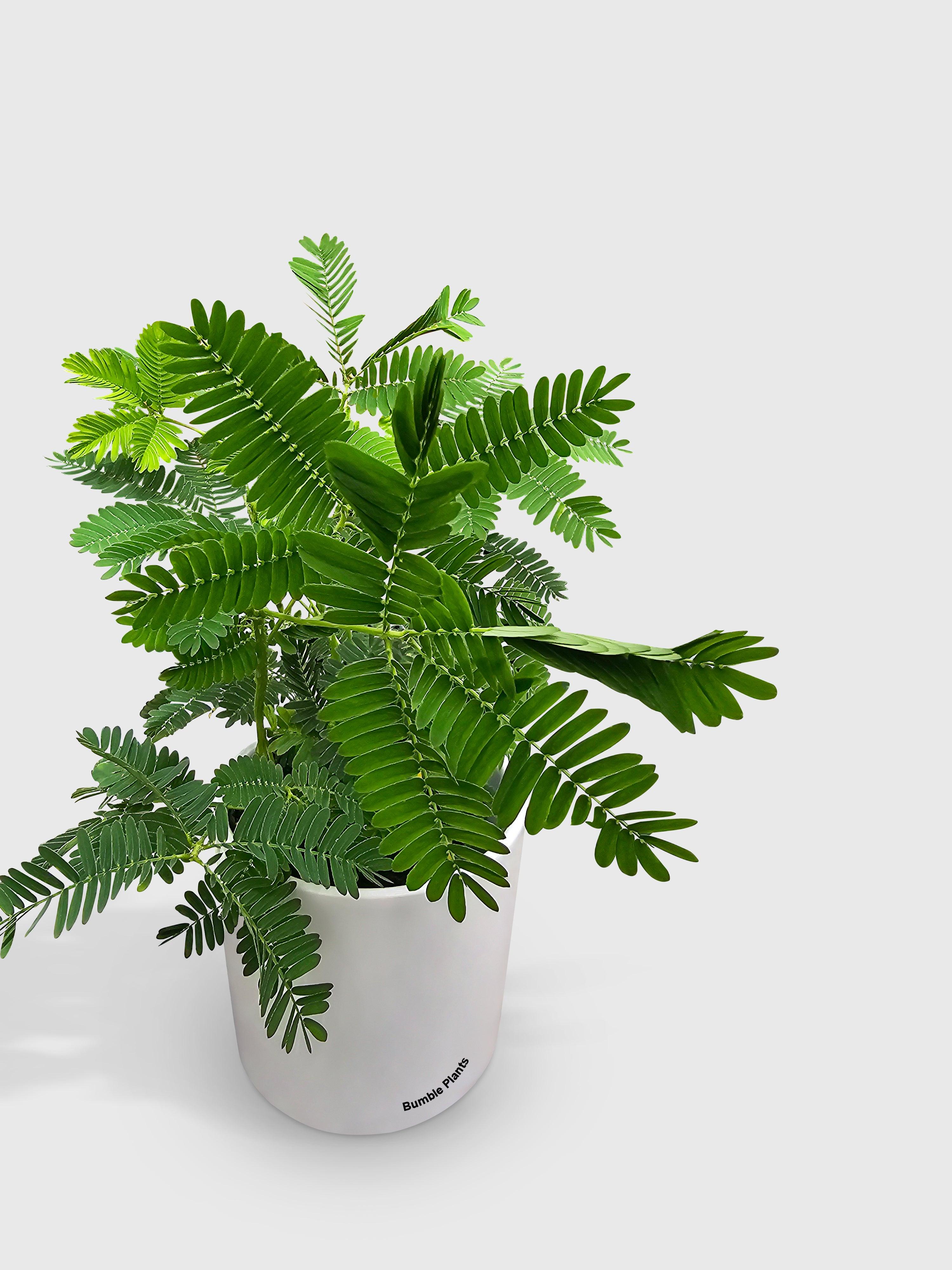 Mimosa Pudica Shame Sensitive Plant