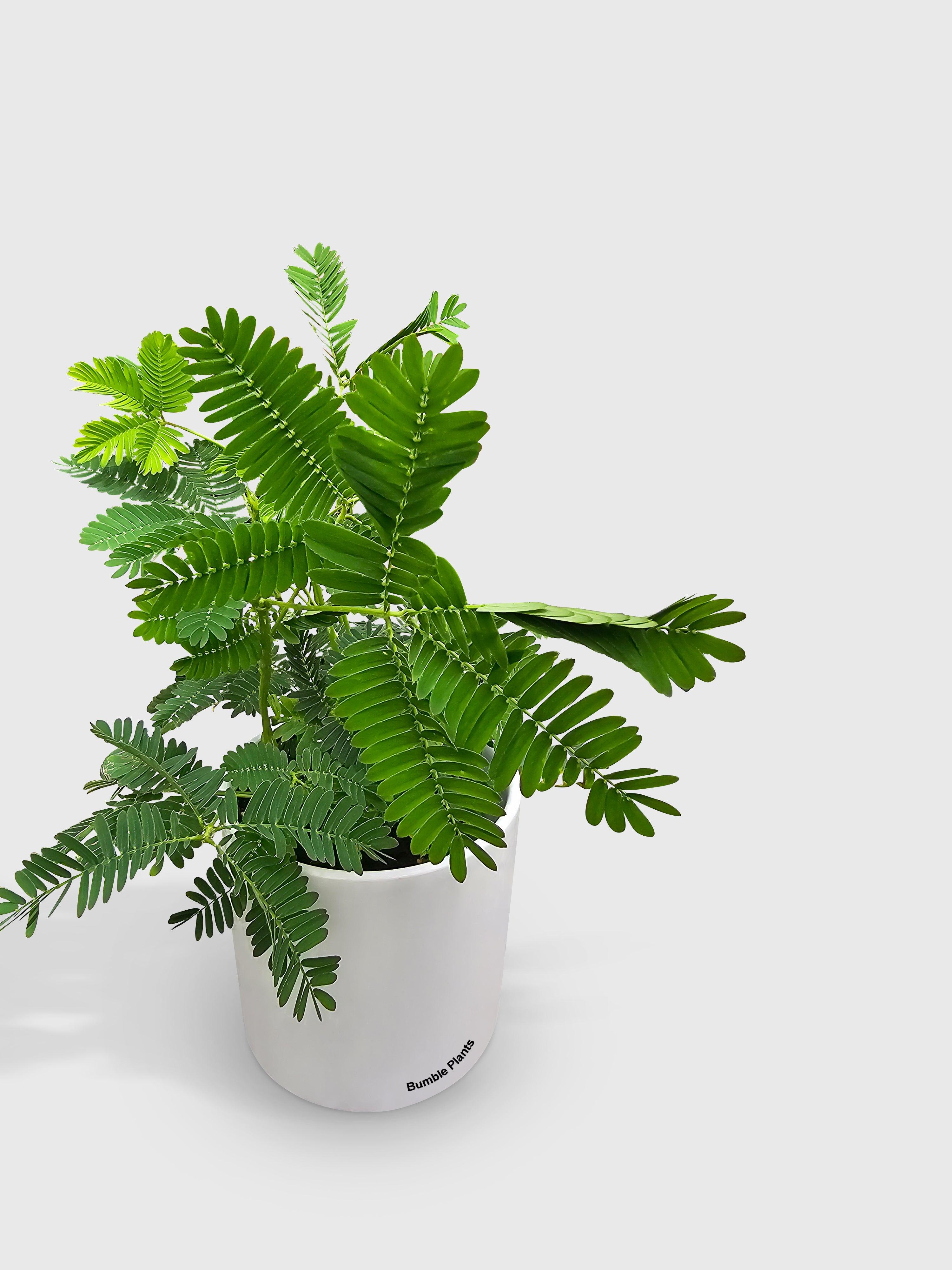 Mimosa Pudica Shame Sensitive Plant