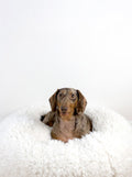 POD DOG BED