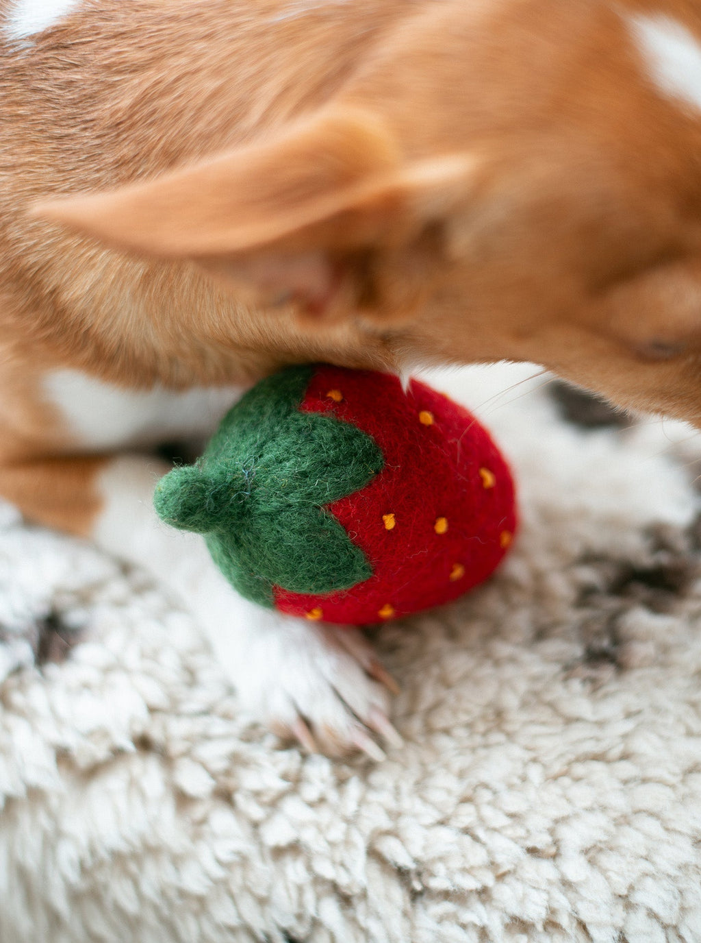 RED STRAWBERRY WOOL DOG TOY