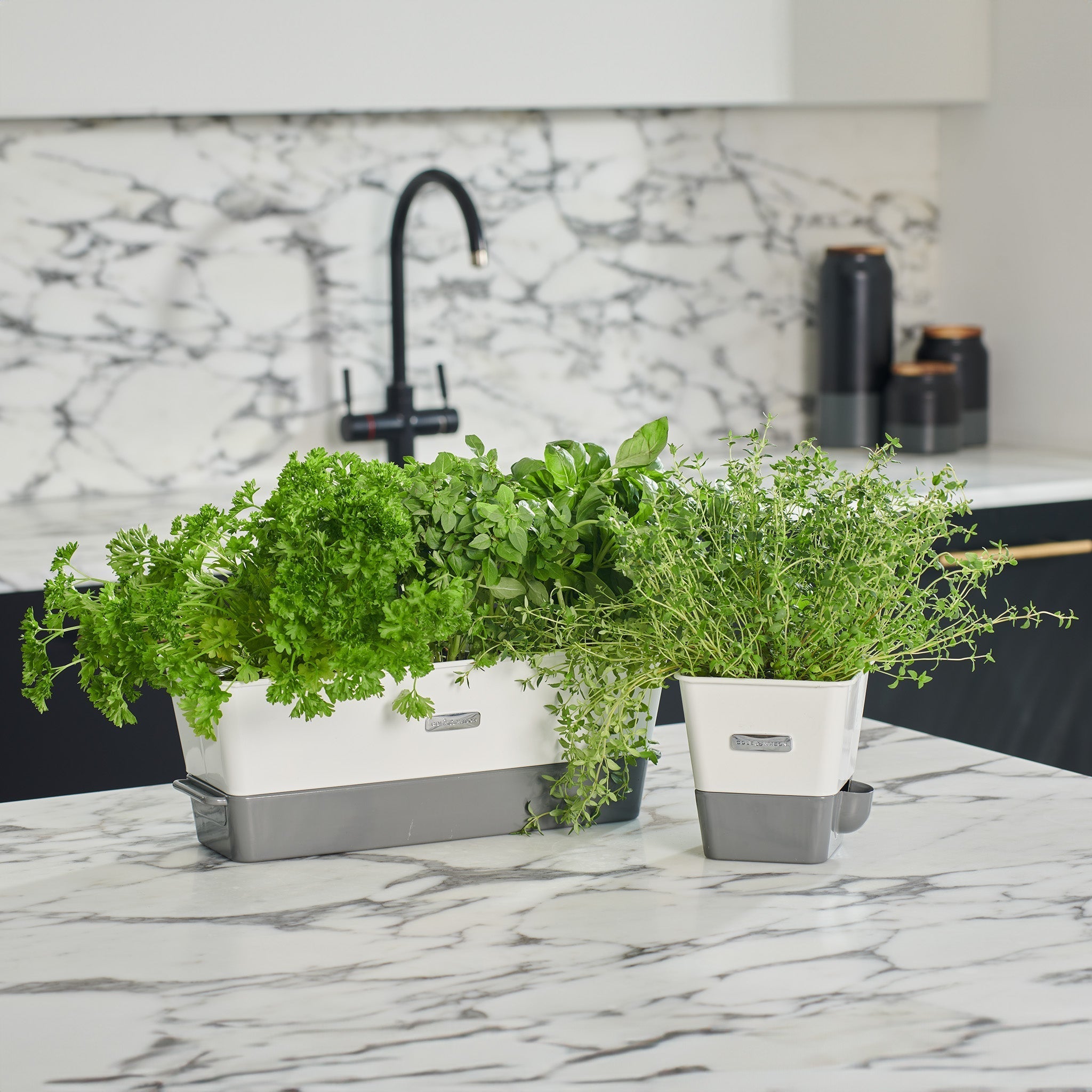 Cole & Mason Burwell Self-Watering Potted Herb Keeper